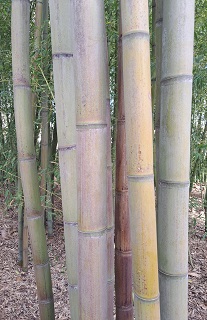 Bambú