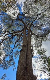 Arbol 1