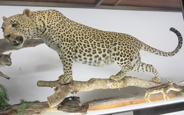 Museo de Ciencias Naturales