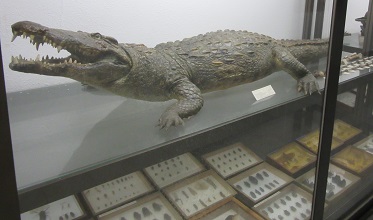 Museo de Ciencias Naturales